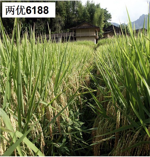 金佰利(国际)官方网站入口