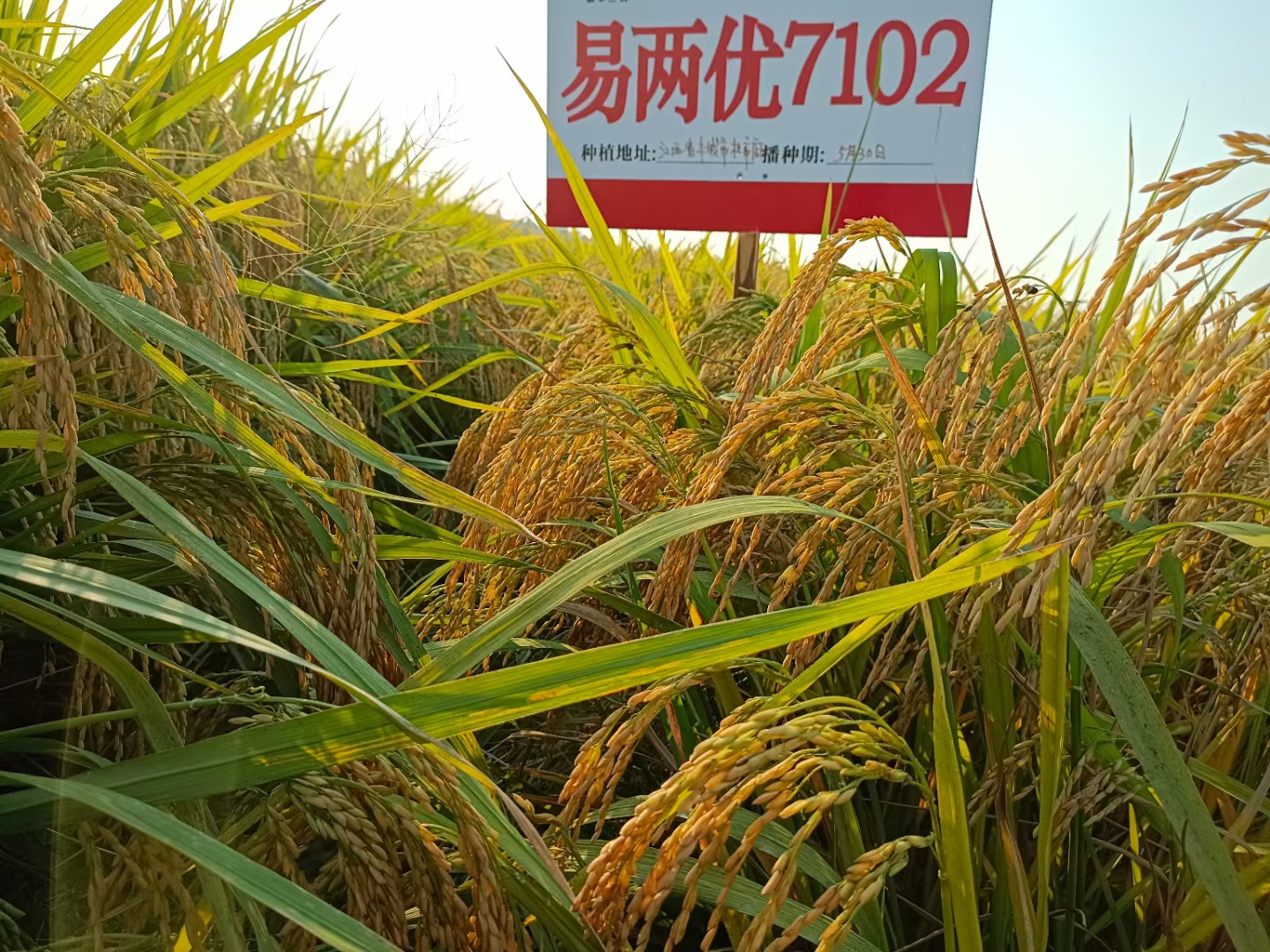 易两优7102