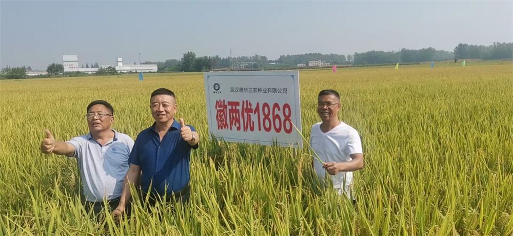 徽两优1868