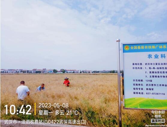 油菜收割季，，，，，丰收喜相望